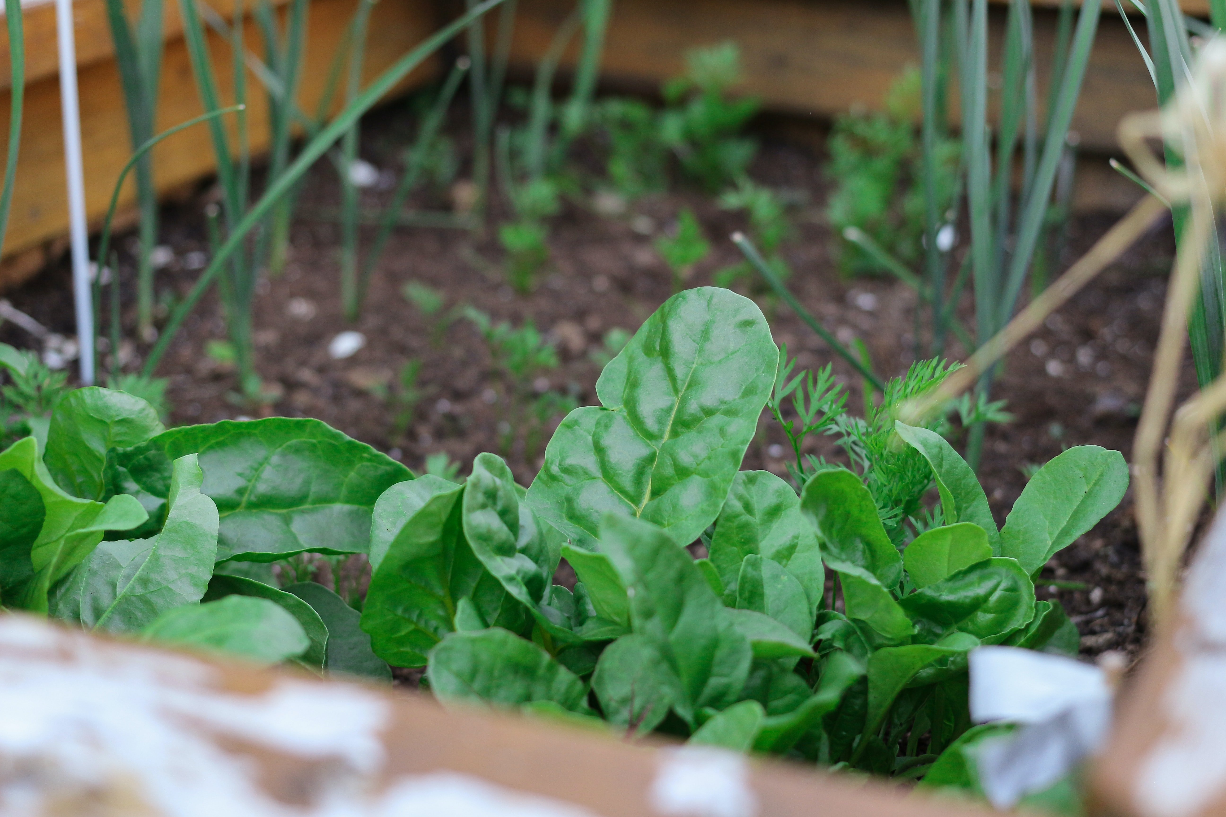 small irrigation system