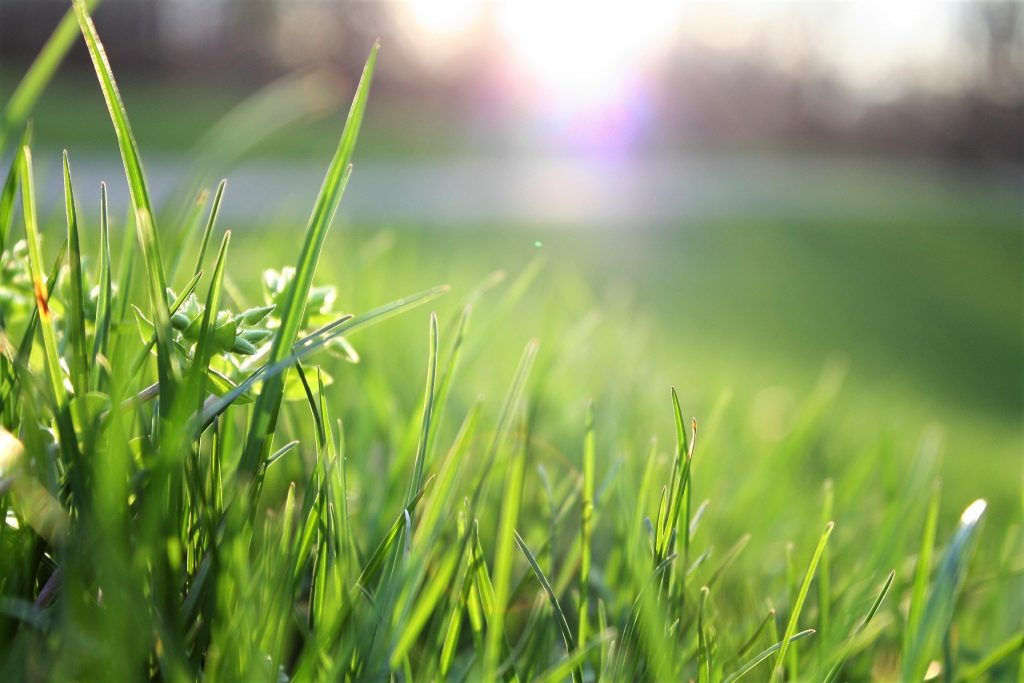 A lawn that's had greener turf management