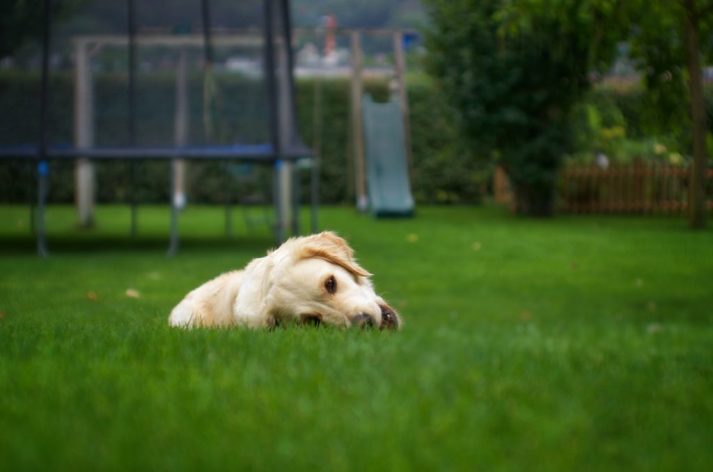 A green lawn accomplished through turf management.