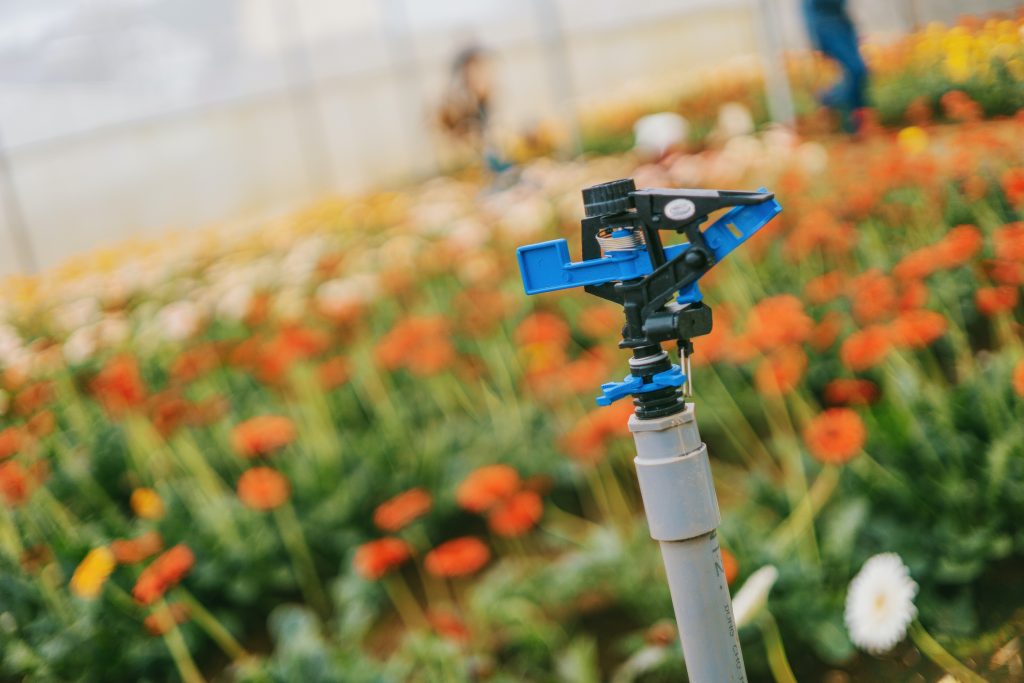 A sprinkler head in a field of flowers benefiting from the advantages of irrigation