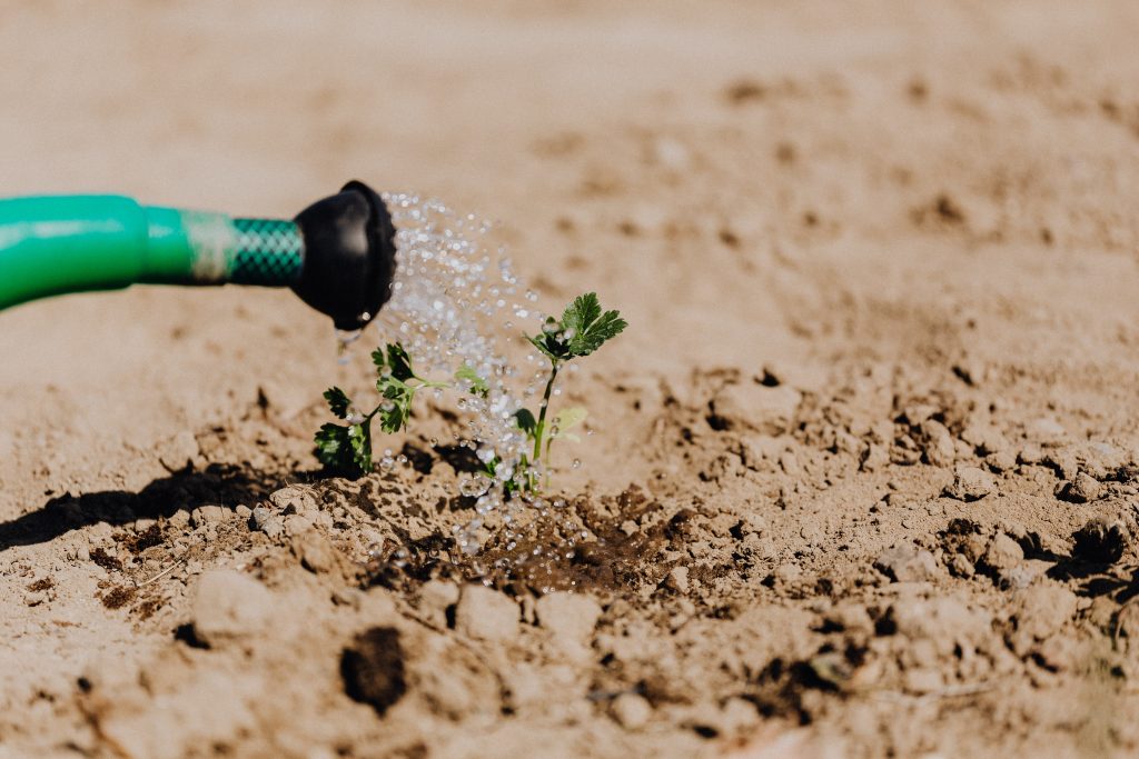 Hose watering a plant as part of custom irrigation