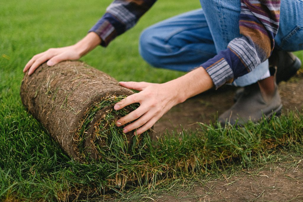 Man rolling out sod on a lawn